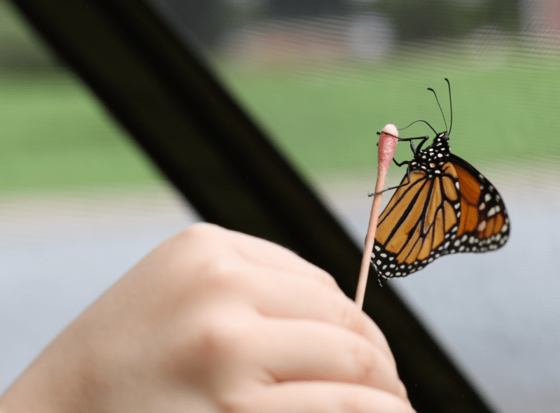 Monarch NectarStick e1550014510624