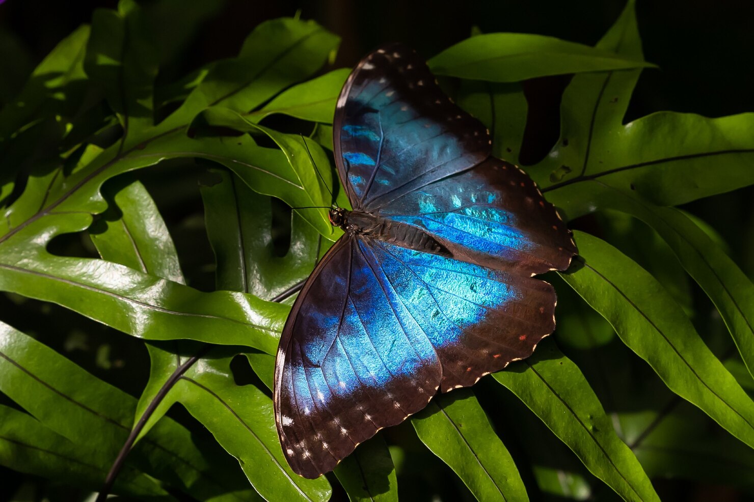 closeup shot large peleides blue morpho butterfly with beautiful blue wings fresh foliage 181624 49261