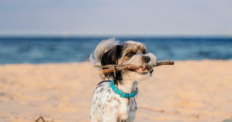 pies na plazy