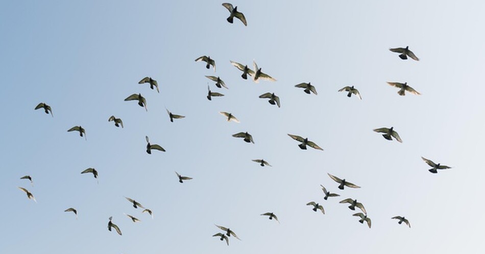 ptaki lecace na niebie